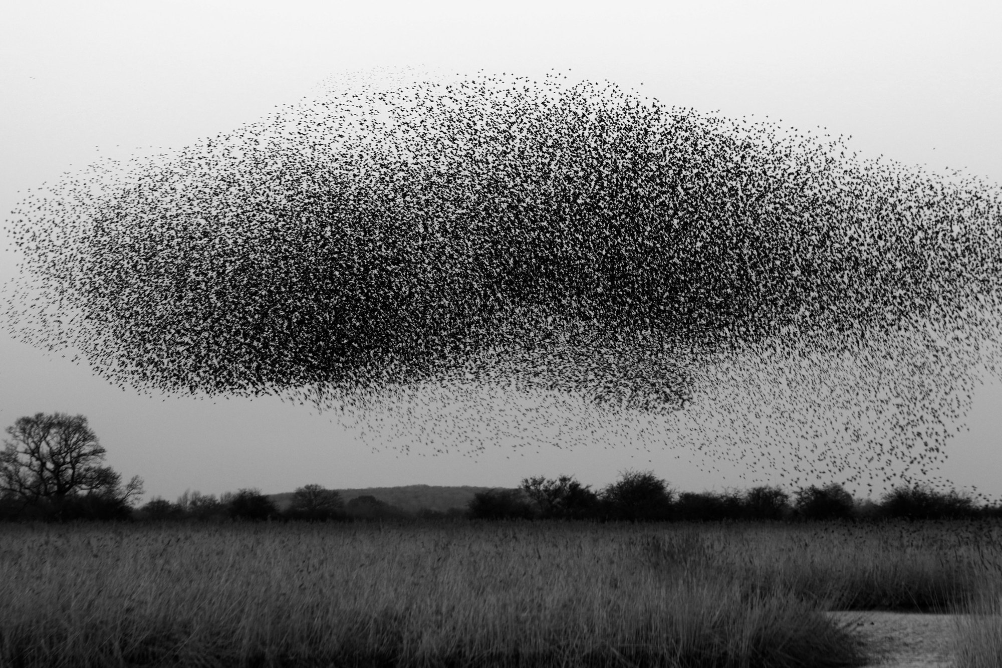A murmuration of starlings forming a single shape over a field